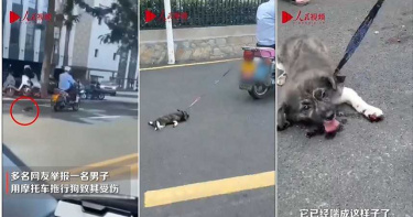 狗狗遭拖行身下全是血 機車騎士:想收養牠