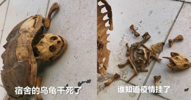 武漢學生睽違8個月返宿舍!見「寵物龜乾死陽台」剩骨骸...他含淚拾起收藏