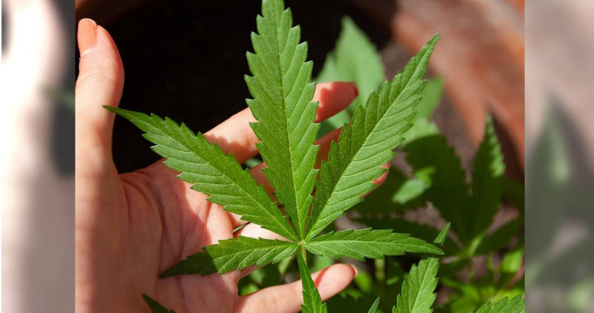 北市1名呂姓男子販售大麻達24次，被重判128年，合併執行有期徒刑10年。（示意圖／pixabay）