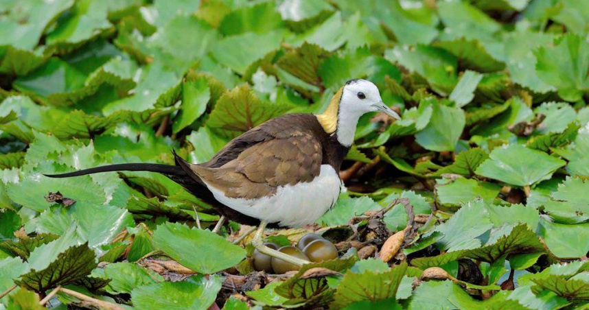 有「凌波仙子」美稱的水雉，被農業部公告為珍貴稀有保育類野生動物。（圖／翻攝畫面）