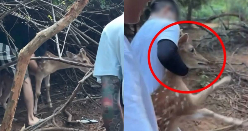 一群人不顧小鹿掙扎，強行將小鹿脫出樹林拍照。（圖／翻攝自爆料公社）