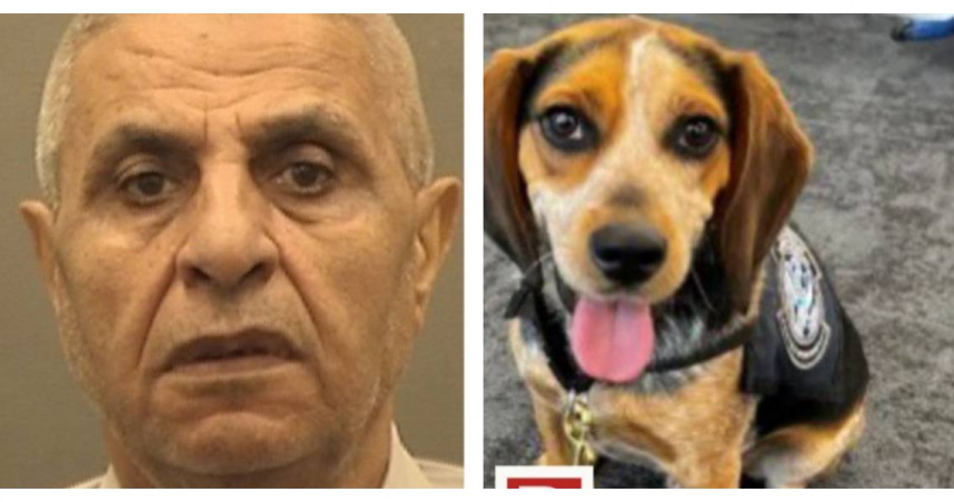 埃及旅客杜勒斯機場踢擊緝毒犬遭遣返，逾百磅未申報食物曝光。（圖／翻攝自X）