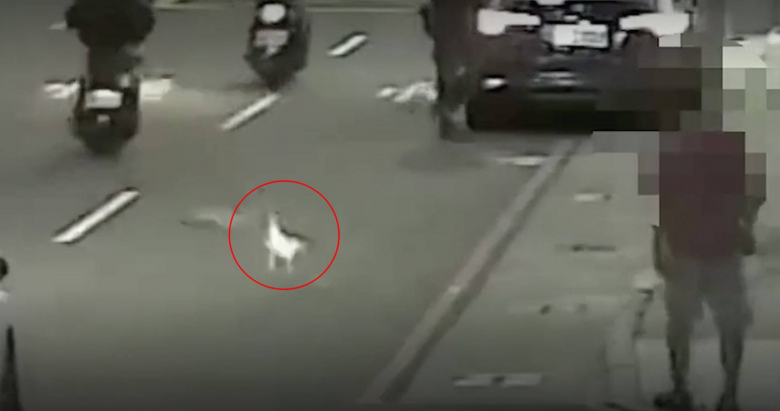 高雄市三民區一隻寵物鵝在民族一路車道上閒步，警方立即上前將其驅離並告誡飼主注意安全。（圖／翻攝畫面）