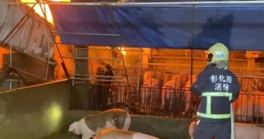 火燒床墊廠釀豬舍14豬死傷。（圖／翻攝畫面）