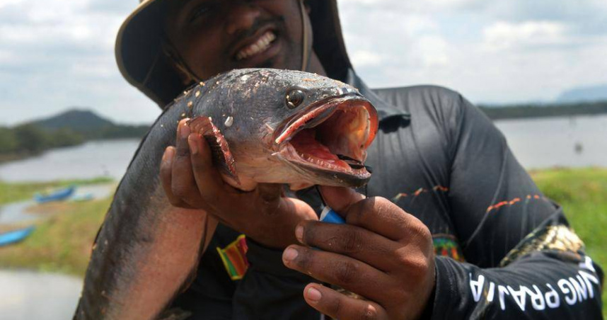 斯里蘭卡釣手出手圍剿當地外來魚種。（圖／翻攝自社群網站X @XHNews）
