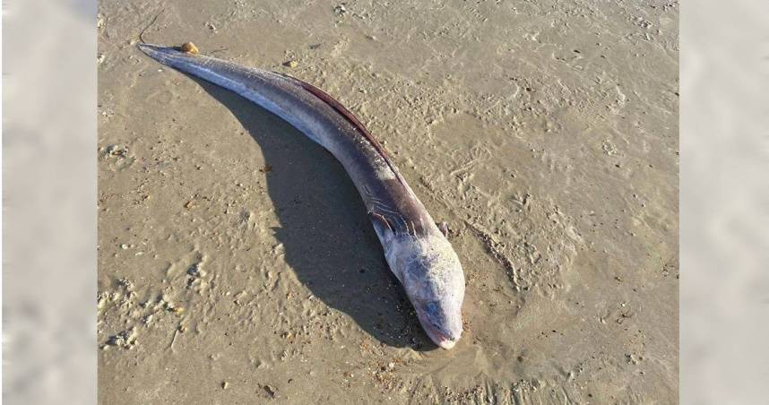 1個神秘的海洋生物近日出現在英國西薩塞克斯郡（West Sussex）海濱城市沃辛（Worthing）的熱門海灘。（圖／翻攝自Facebook／The Argus）