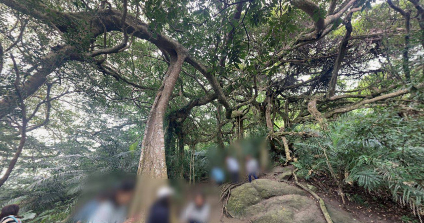 台東「會走路的樹」傳虎頭蜂螫死遊客！　業者、無照領隊判賠548萬