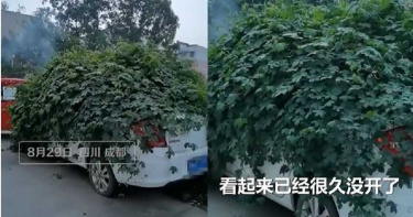 白色汽車停路邊被茂盛雜草「吞噬」 網笑:是不是忘記有車?