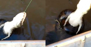 以為釣到大魚!拉起魚線驚見鱷魚…身體纏繞「粗肥巨蟒」漁夫嚇歪