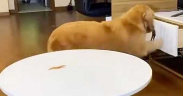 黃金獵犬「瞞天過海」想出偷吃零食方法 網讚:牠是天才!