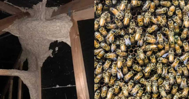 閣樓驚見「毛骨悚然」巢穴!生態學家:是外來物種、重要害蟲