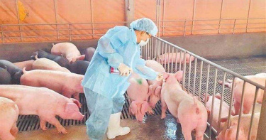 台灣首例!豬流感H1N2v傳人 5歲女童確診「感染源不明」