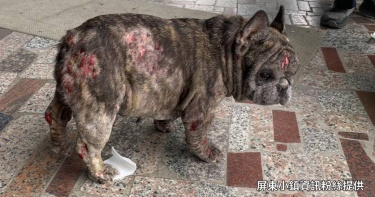 男子一如既往載著愛犬出門卻遇上肇逃車禍，不僅機車慘燒成廢鐵外，連愛犬都變成黑木炭，讓他相當傻眼。（圖／屏東小鎮提供）