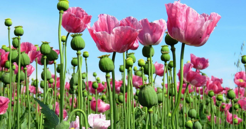 5歲男童一眼認出路邊種的花朵，就是特洛伊罌粟。（示意圖／Pixabay）