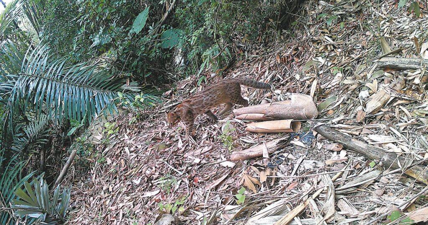 雲林縣林內鄉坪頂村2024年11月拍到石虎影像，模樣很可愛。（圖／林內鄉坪頂社區發展協會提供／中國時報周麗蘭雲林傳真）