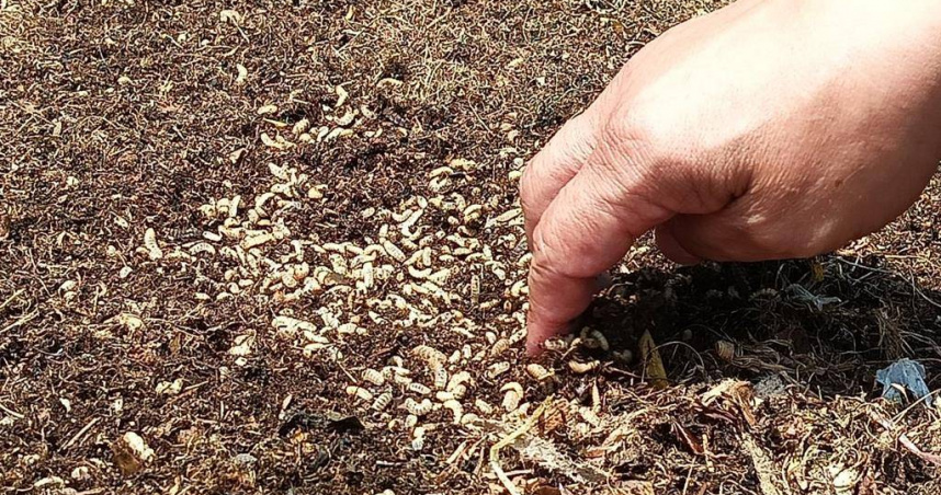 50萬隻黑水虻幼蟲，在7至10天內，可去化200公斤的廚餘。（圖／葉靜美攝）