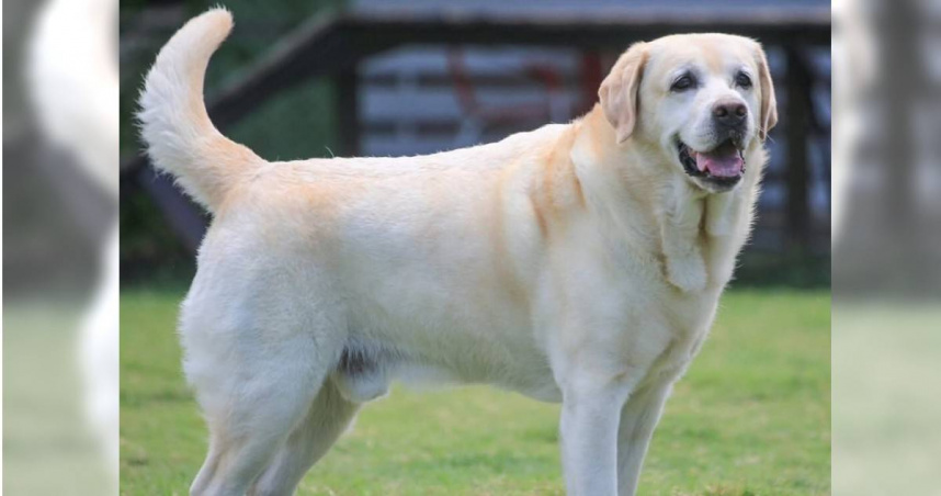 警犬福星領犬員捲入感情糾紛，刑大調查後確認福星沒有受到影響，現在南部由領犬員家人照顧。（圖／翻攝畫面）