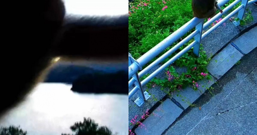 野生獼猴不慎撞擊到鏡頭君，導致整個鏡頭畫面只能拍地板。（圖／翻攝自臉書／西拉雅國家風景區管理處）
