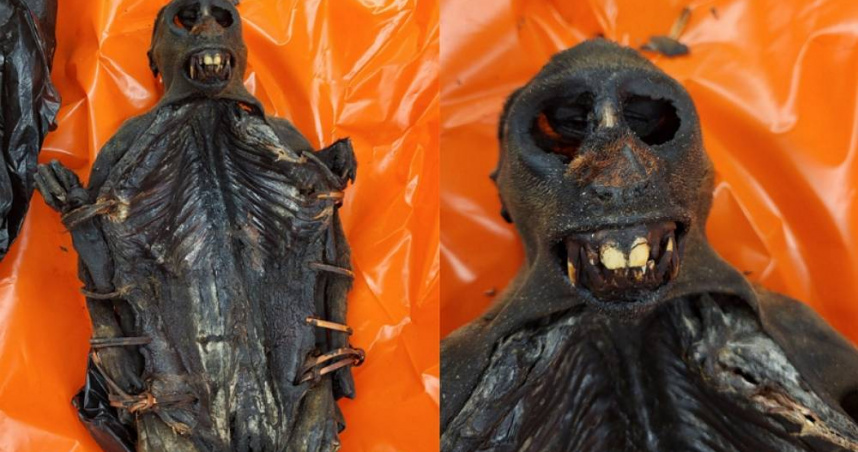 美國海關在芝加哥歐海爾國際機場查獲一名剛果籍旅客的行李內，竟有如同木乃伊般的靈長類動物屍體。（圖／翻攝自X／CBPChicago）