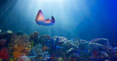 海水升溫導致熱帶珊瑚礁白化甚至死亡，對生態系造成嚴重衝擊。（圖／達志／美聯社，下同）