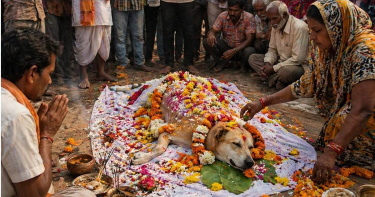 印度一隻流浪狗過世後，村民自發替牠舉辦葬禮，鋪滿鮮花送別最後一程。（示意圖／AI生成）