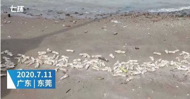 東莞海灘驚現上萬隻豬腳…綿延達1公里 水務局:警方正在調查