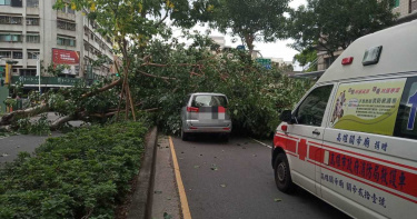 停等紅燈遇路樹倒塌 倒楣駕駛脫困「還好命大!」