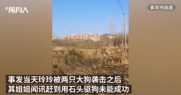 上學走玉米地!9歲女童遭2大惡犬咬死...「脖子幾乎斷了」