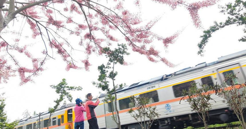 彰化縣二水鄉員集路的花旗木大爆發，不過民眾為了取得最佳角度，竟直接走上鐵道上取景。（示意圖／報系資料照）