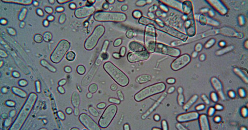 張家銘在臉書透露，Epstein-Barr 病毒（EBV）是一種幾乎全民感染、卻從未真正離開的病毒。（示意圖／翻攝Pexels）