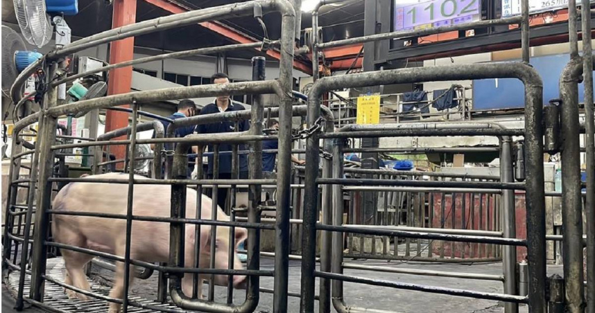 雲林縣肉品市場上周拍賣每公斤站上100元，已經維持近1周，高價可能會維持到中秋節過後。（圖／中國時報記者周麗蘭攝）