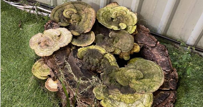 枯木出現靈芝。（圖／翻攝自彰化人大小事，下同）