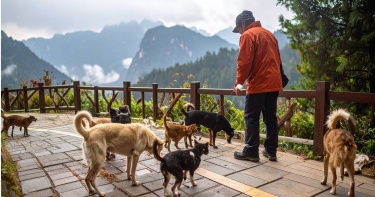 有民眾發現有愛爸愛媽在陽明山國家公園內餵食遊蕩犬隻，造成環境髒亂。（圖／AI示意圖）