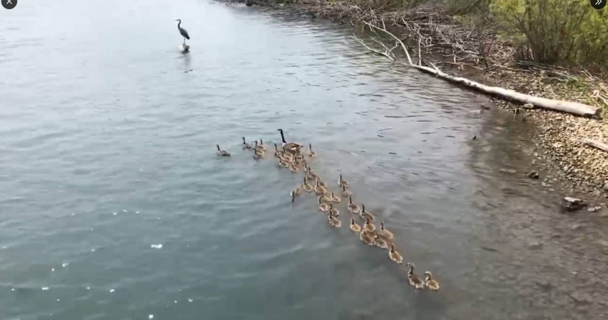 加拿大雁。（圖／翻攝自社群網站X @USFWS）