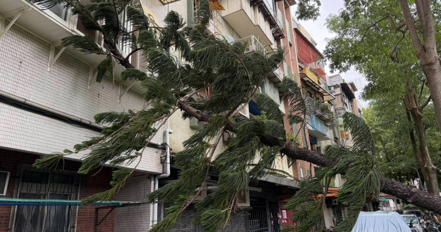 北市北投區立農公園11日上午傳出路樹倒塌事故。（圖／翻攝畫面）
