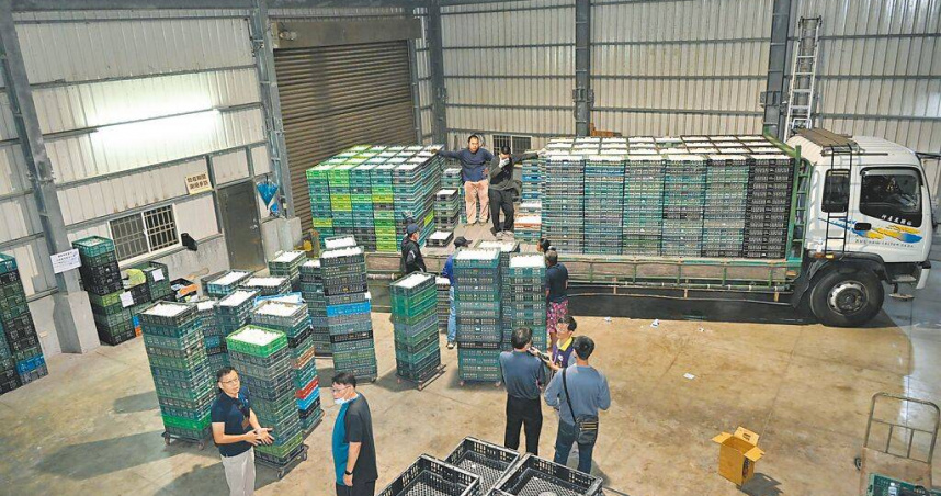 彰化文雅畜牧場芬普尼超標雞蛋，確定不只流入台中，圖為彰縣府日前銷毀問題蛋。（圖／彰縣府提供）