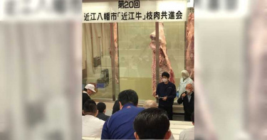 東洋農慘業2/觀光客沒了、補助太慢 1頭和牛只賣14萬台幣