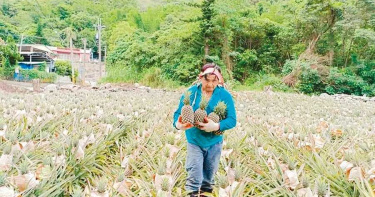 猴子愛吃鳳梨 台東農民種8000棵還未採收僅剩一半