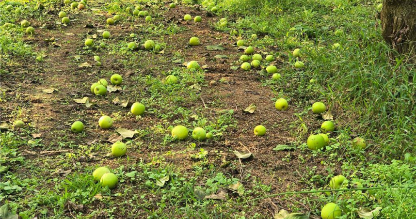 台南山區受地震影響，蜜棗與楊桃落果嚴重。（圖／台南市政府農業局提供）
