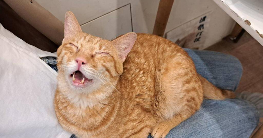 獨居長者常因掛念毛孩無人照料，不願接受就醫案例漸長。台北市長蔣萬安指示，北市社會局與動保處啟動合作，結合友善寵物商家、動物之家等處，提供寵物照顧、緊急安置。（圖／中國時報温予菱攝）