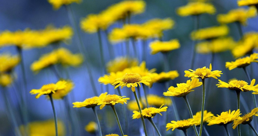 星座專家「清水孟國際塔羅篠安老師」分析，12星座在6月15日至6月21日的運勢。（示意圖／Pixabay）