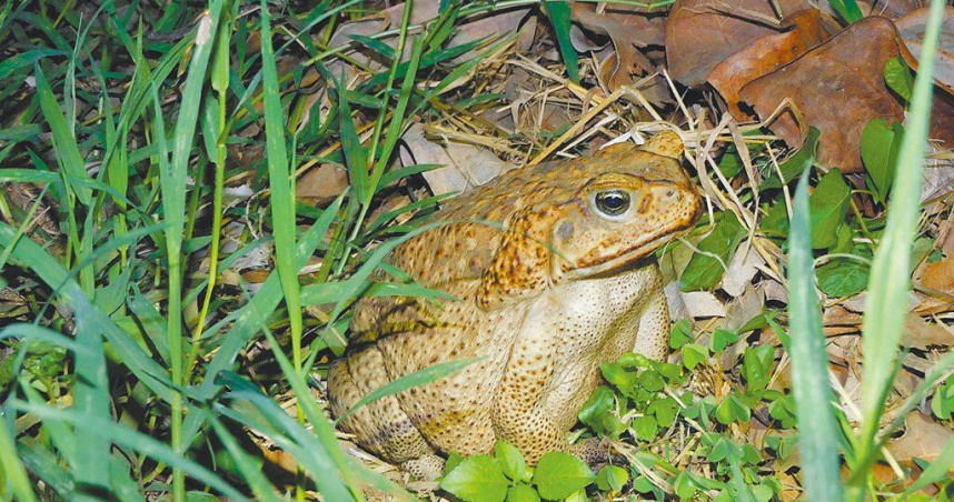 海蟾蜍為世界百大入侵種之一，體型大於成人手掌且具毒性，2021年首次在南投草屯鎮現蹤。（圖／林保署南投分署提供／中國時報楊靜茹南投傳真）