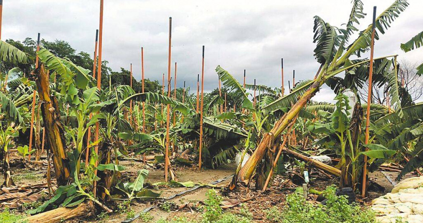 丹娜絲颱風挾帶強風豪雨，重創高雄旗山地區香蕉產區，許多蕉園出現倒伏與葉片撕裂情況。（圖／本報資料照片）