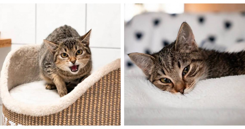 小貓希希（Sissy）剛被寄養時情緒不穩、哭聲不斷，讓寄養志工薇薇安鮑爾斯察覺異常。（圖／Vivian Powers提供）