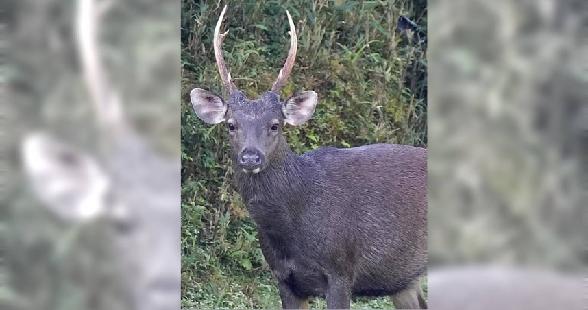 鹿老大霸氣跺腳。（圖／謝姓山友提供）