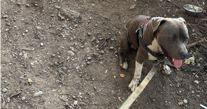 男子遛狗發現一隻陌生的狗一直靠近他。（圖／翻攝臉書Ellgene Thynes）