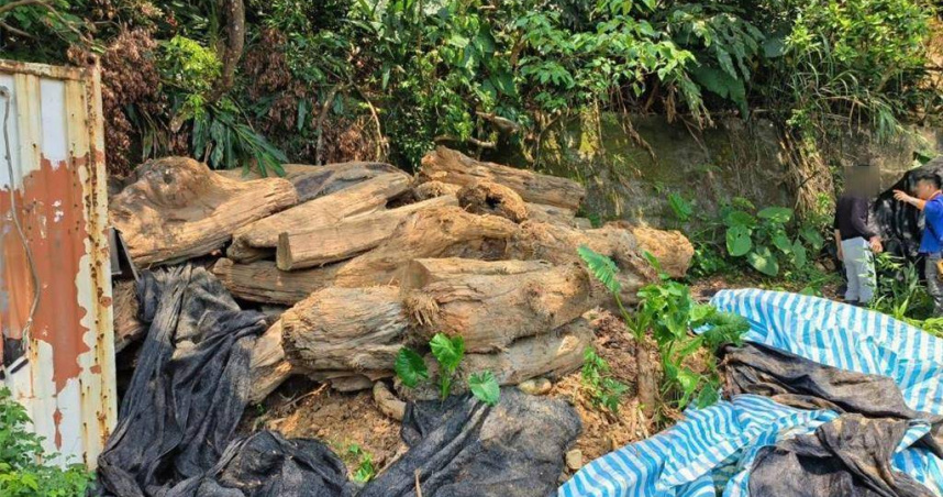 警林合力破獲盜取珍貴木材，市值150萬元。（警方提供／呂筱蟬桃園傳真）