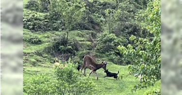 陽明山國家公園內遊蕩犬隻攻擊野生動物事件也並非單一案例，曾有水鹿遭遊蕩犬隻攻擊。（圖／翻攝自臉書）
