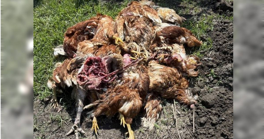 彰化田尾果園慘遭浪狗血洗40隻蛋雞被咬死。（圖 ／翻攝畫面）