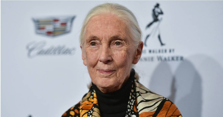 英國動物學家、靈長類動物行為學家與人類學家珍古德（Jane Goodall）。（圖／達志／美聯社）